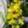 Orchidea_1-001_1765912_5022_t