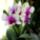 Orchidea_11_1765922_7814_t