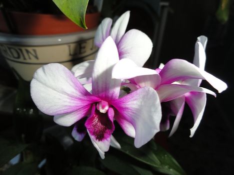 Orchidea 14; Dendrobium