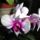 Orchidea_14_dendrobium_1765925_3002_t