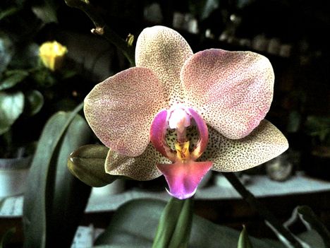Orchidea 19
