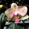 Orchidea 19