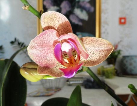 Orchidea 23