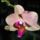 Orchidea_24_1765935_5408_t