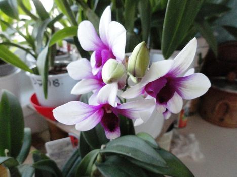 Orchidea 26; Dendrobium