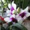 Orchidea 26; Dendrobium