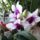 Orchidea_26_dendrobium_1765937_1464_t