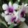 Orchidea_4-001_1765915_5042_t