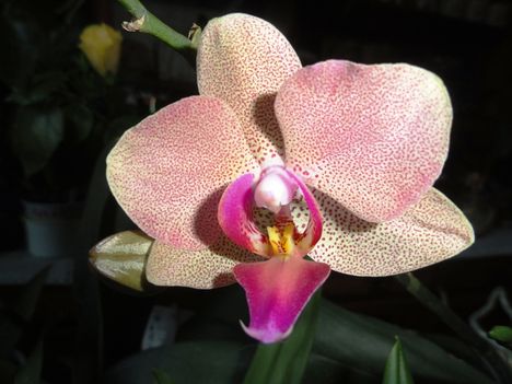 Orchidea 42