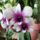 Orchidea_43_1765954_6286_t