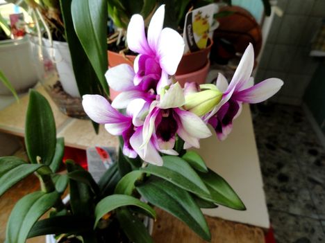 Orchidea 46