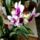 Orchidea_46_1765957_3428_t