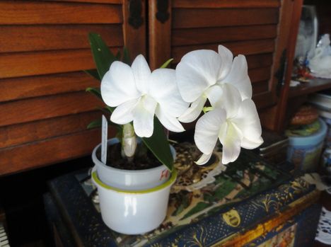 Orchidea 47; Fehér Dendrobium