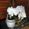 Orchidea 47; Fehér Dendrobium