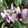 Orchidea_5-001_1765916_9488_t