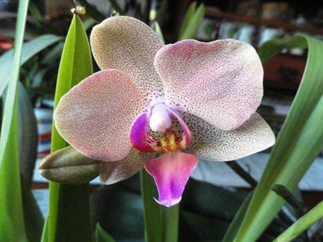 Orchidea 50