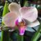 Orchidea 50