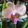 Orchidea_50_1765961_5038_t