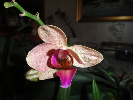 Orchidea 54