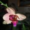Orchidea 54