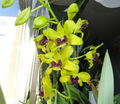 Orchidea 55; Denrobium