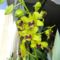 Orchidea 55; Denrobium