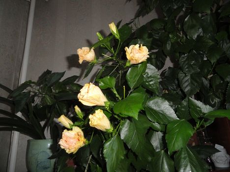 DSC00948