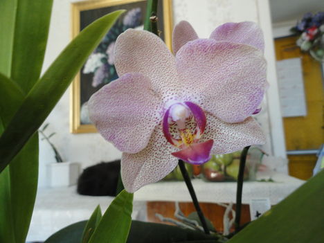 DSC00997