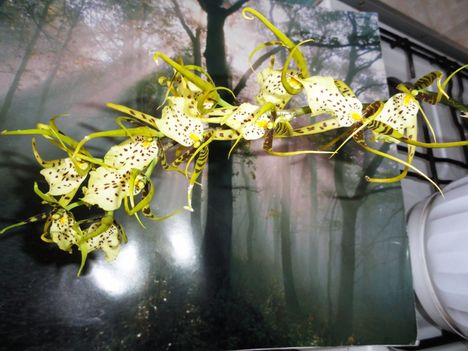 DSC01002; Brassia