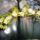 Dsc01002_brassia_1766224_9741_t
