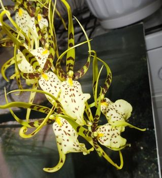 DSC01003; Brassia