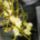 Dsc01003_brassia_1766221_8925_t
