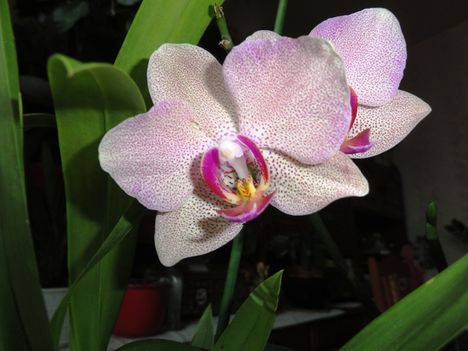 DSC01010; Phalaenopsis