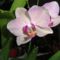 DSC01010; Phalaenopsis