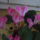 Aprilis_ota_folyamatosan_nyilik_meg_a_teraszon_jol_erzi_magat_1767035_4179_t