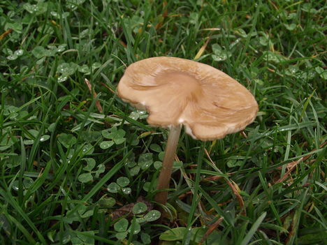 gomba