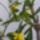 Meg__viragzik__a__cassia__is__a__teraszon_1767782_4969_t