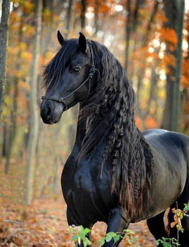 Gyönyörű lovacska