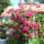 Murafurt__bougainvillea_1768422_5021_t