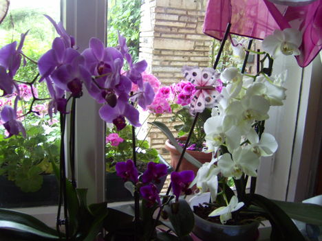 Phalaenopsis,  lepkeorchida