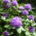 Rododendron_1768407_2029_t