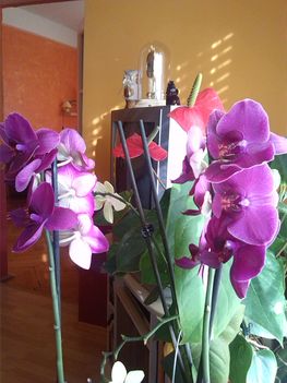 Kinyílt az orchideám,mögötte a másik flamingóm.