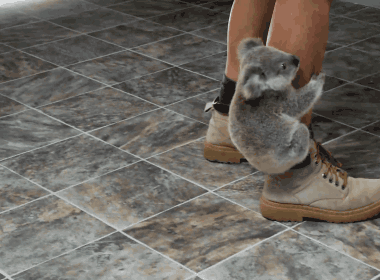 Kis koala_gif