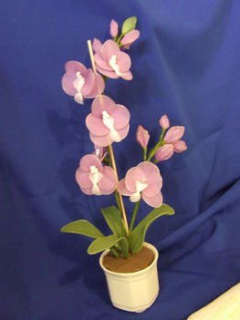 orgonalila orchidea