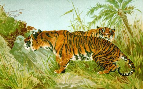 tigris_nagykep