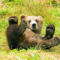 Albínó jegesmedve bocs született a Mátészalkai állatkertben