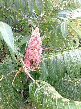 Az ecetfa virága