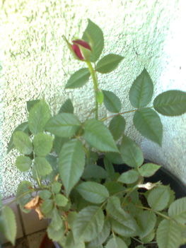 cserepes rózsa bimbósa