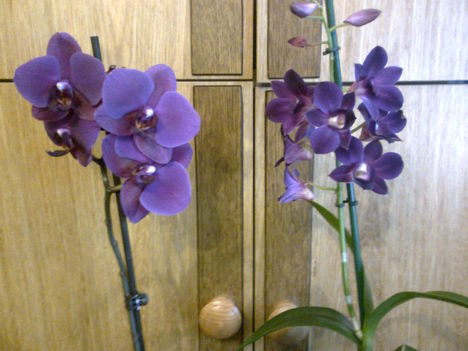 Lila Orchideák