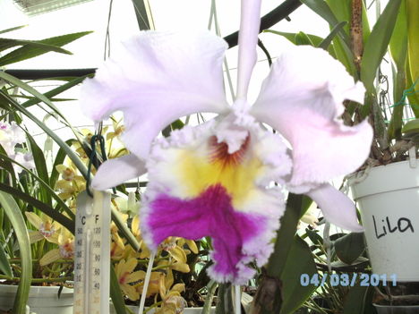 Orchideák 002